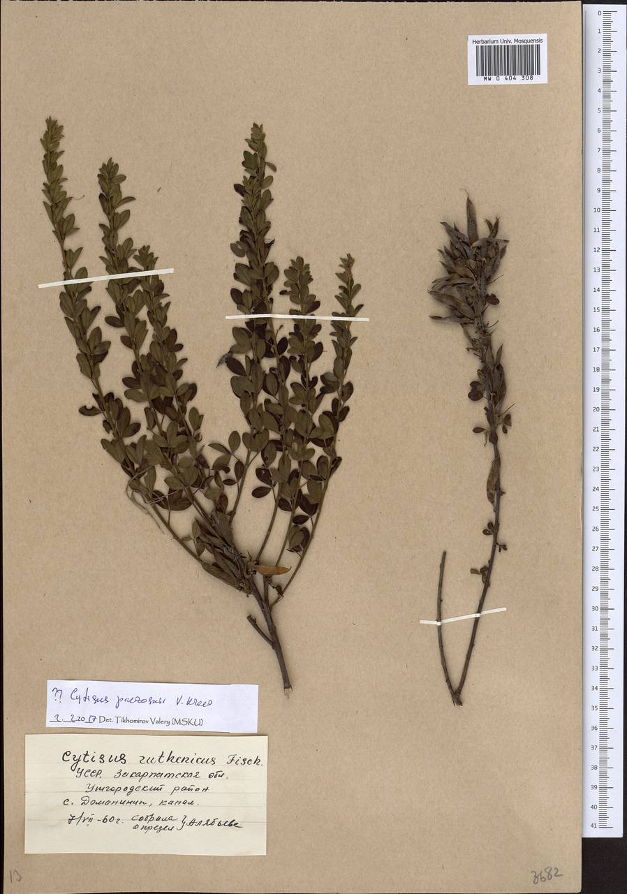 Cytisus paczoskii V.I.Krecz., Eastern Europe, West Ukrainian region (E13) (Ukraine)