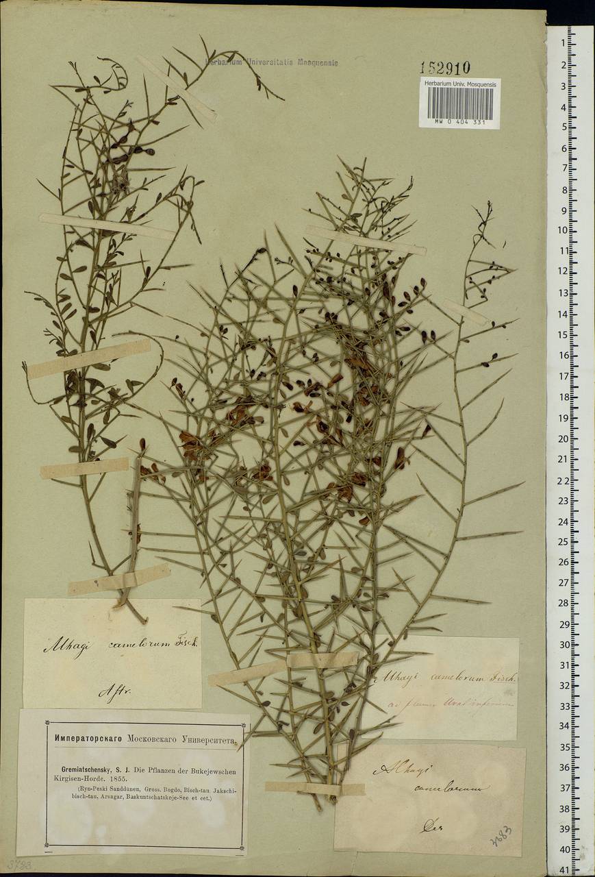 Alhagi pseudalhagi (M.Bieb.) Desv. ex Wangerin, Eastern Europe, Lower Volga region (E9) (Russia)