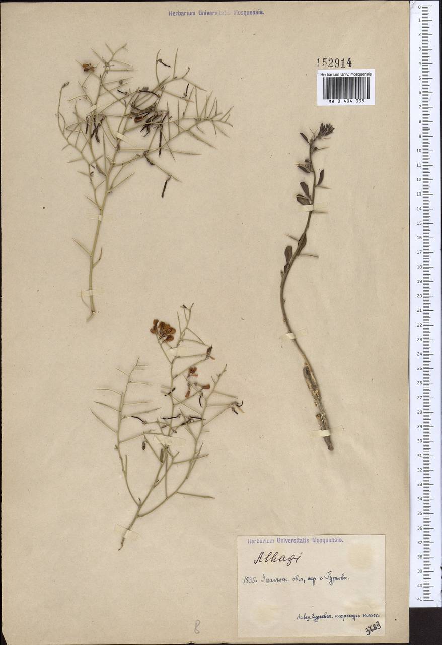 Alhagi, Middle Asia, Caspian Ustyurt & Northern Aralia (M8) (Kazakhstan)