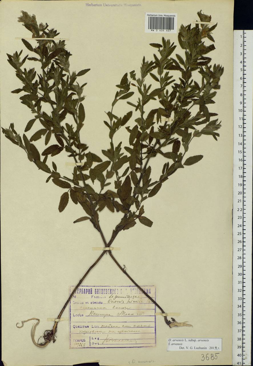 Ononis arvensis L., Eastern Europe, Moscow region (E4a) (Russia)