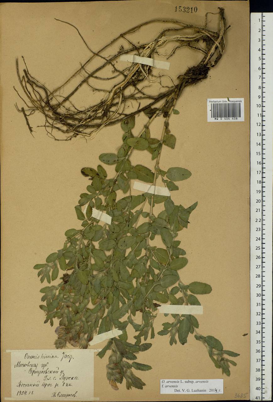 Ononis arvensis L., Eastern Europe, Moscow region (E4a) (Russia)