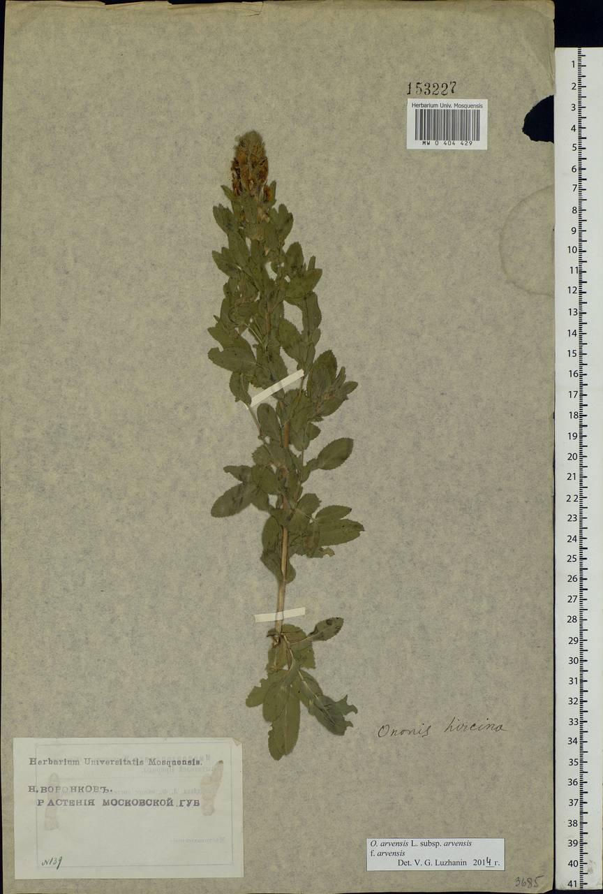 Ononis arvensis L., Eastern Europe, Moscow region (E4a) (Russia)