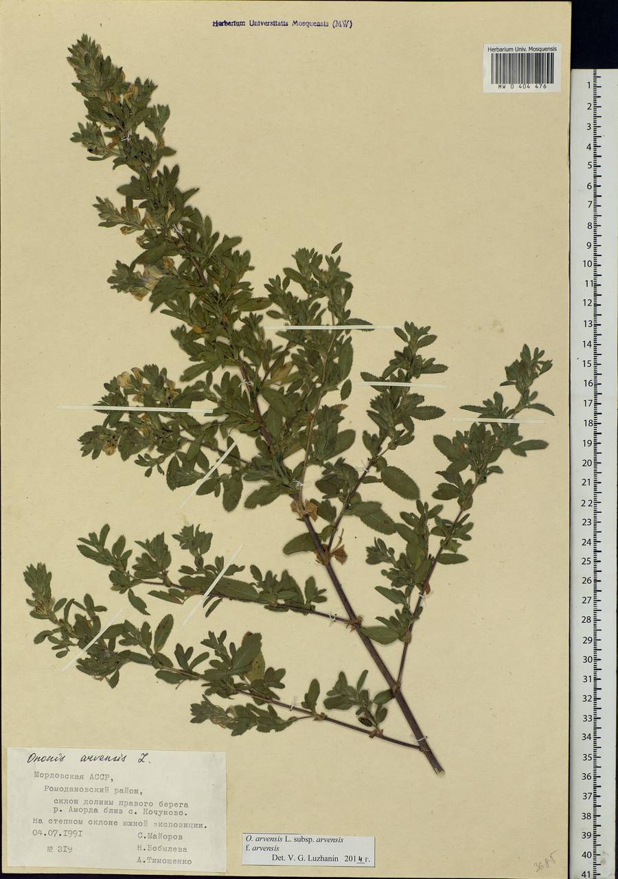 Ononis arvensis L., Eastern Europe, Middle Volga region (E8) (Russia)