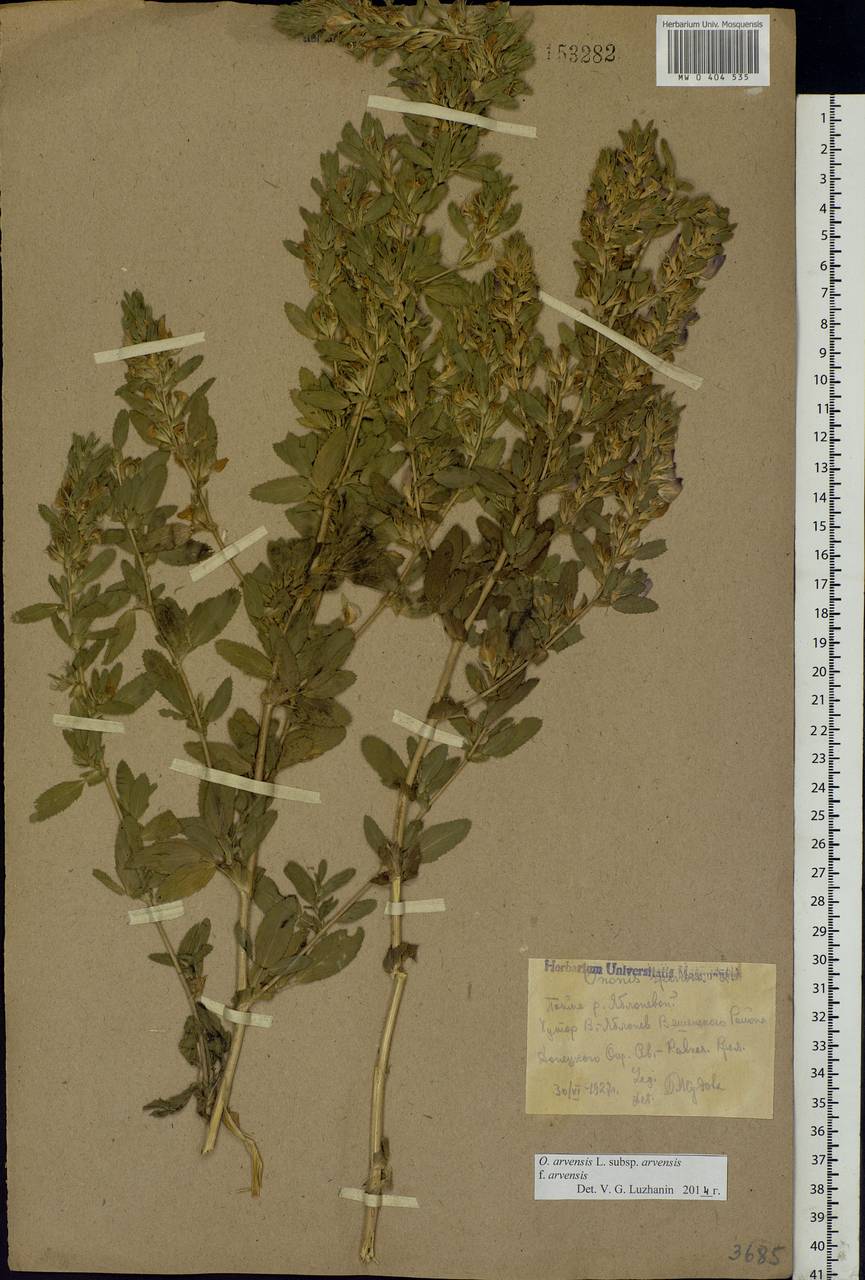 Ononis arvensis L., Eastern Europe, Rostov Oblast (E12a) (Russia)