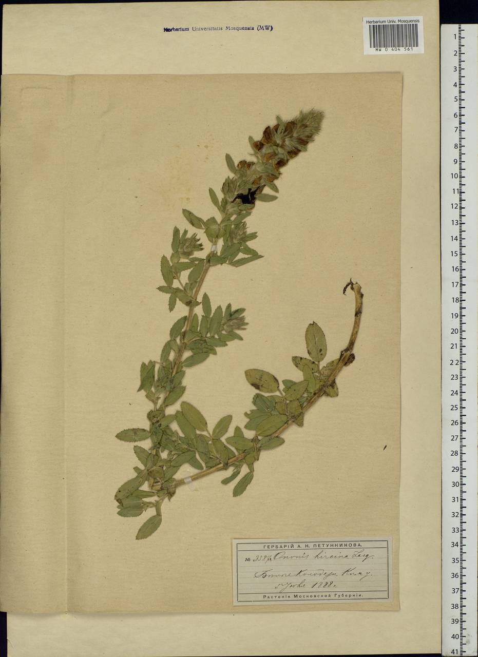 Ononis spinosa subsp. hircina (Jacq.)Gams, Eastern Europe, Moscow region (E4a) (Russia)