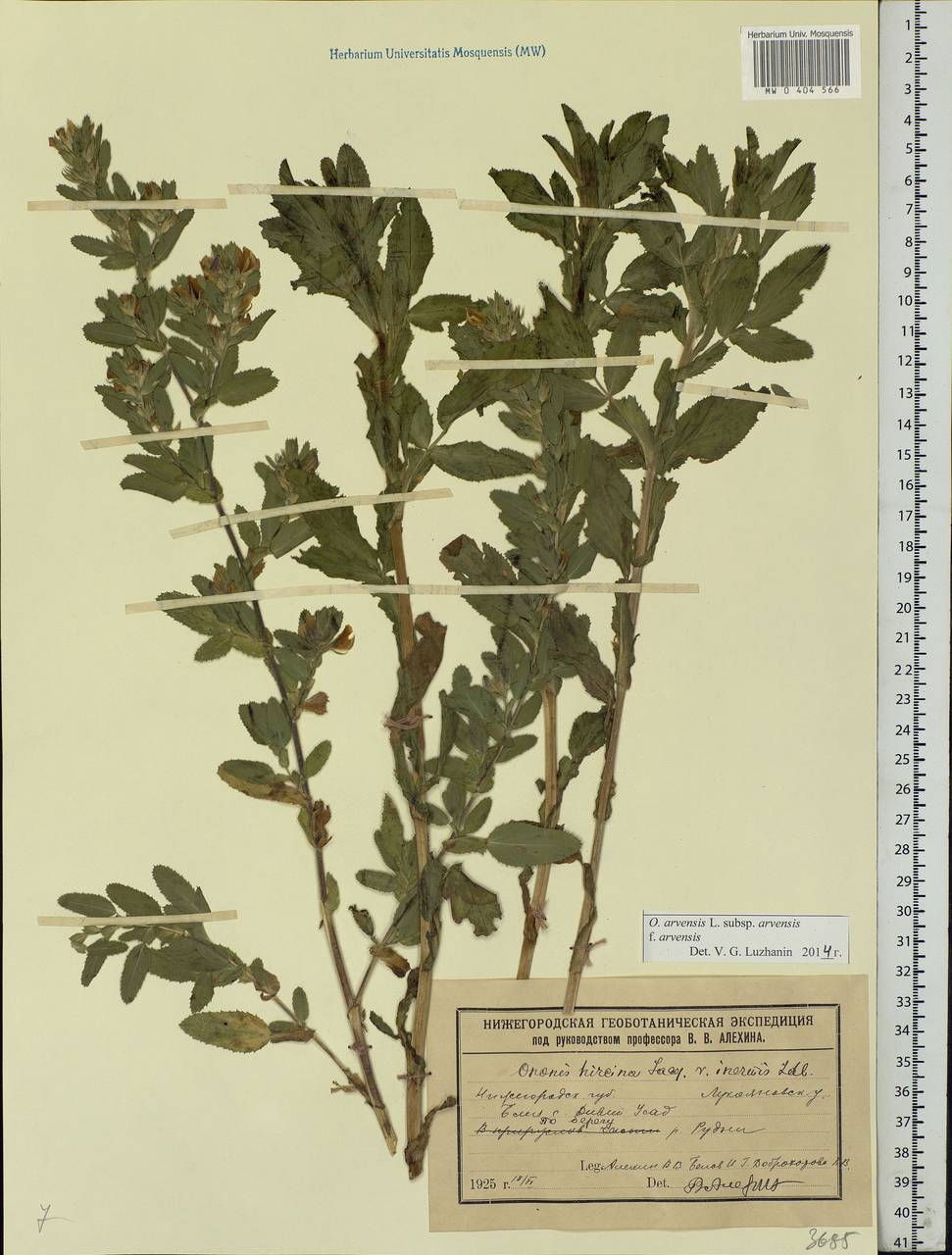 Ononis spinosa subsp. hircina (Jacq.)Gams, Eastern Europe, Volga-Kama region (E7) (Russia)
