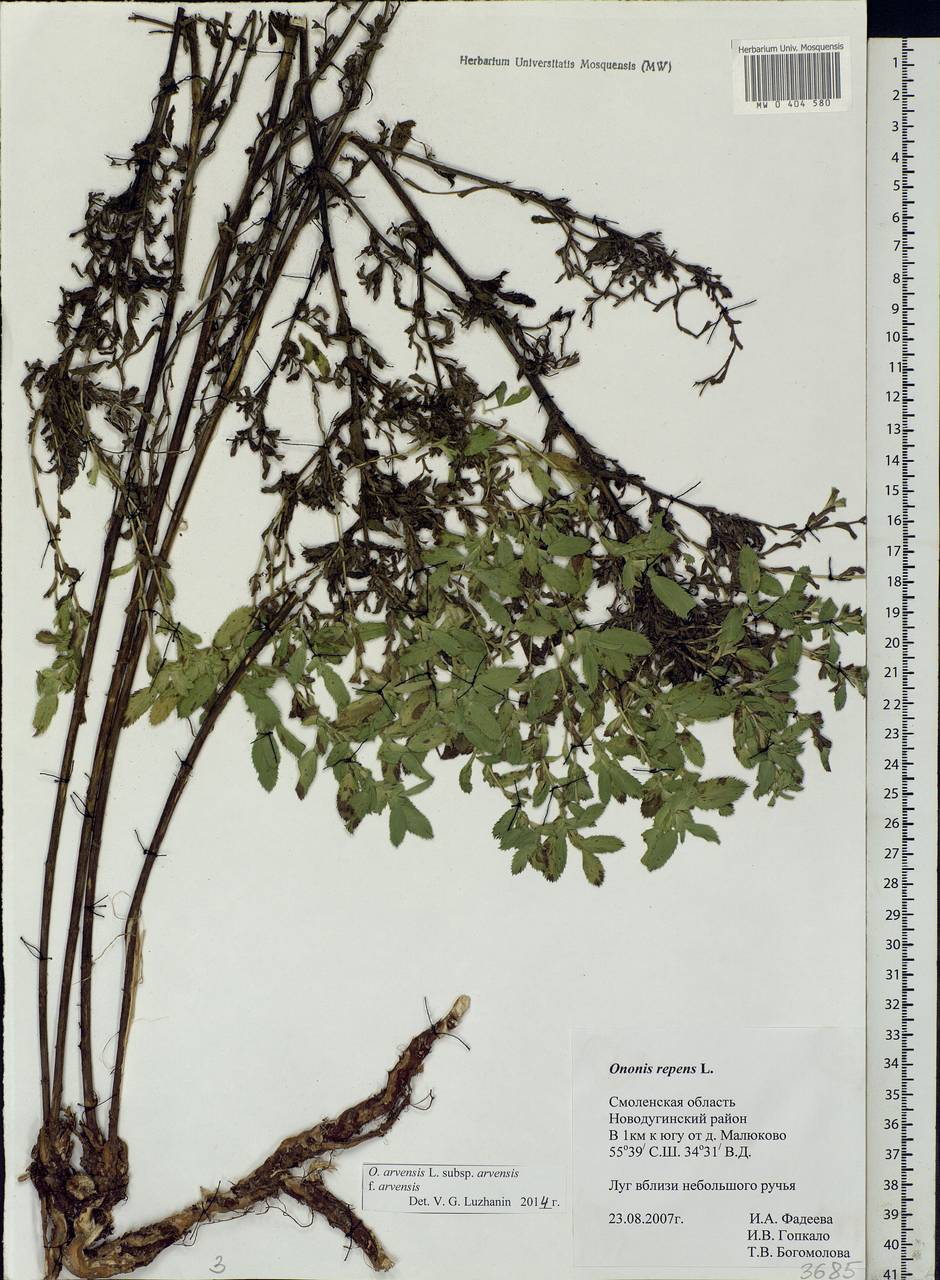 Ononis spinosa subsp. procurrens (Wallr.)Briq., Eastern Europe, Western region (E3) (Russia)