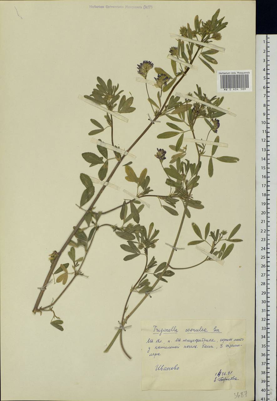 Trigonella caerulea (L.)Ser., Eastern Europe, Central forest region (E5) (Russia)