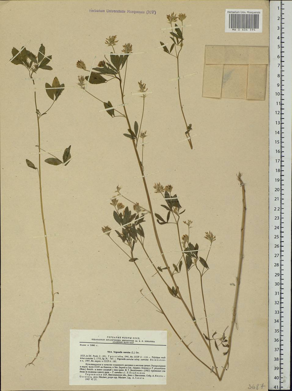 Trigonella caerulea (L.)Ser., Eastern Europe, North Ukrainian region (E11) (Ukraine)
