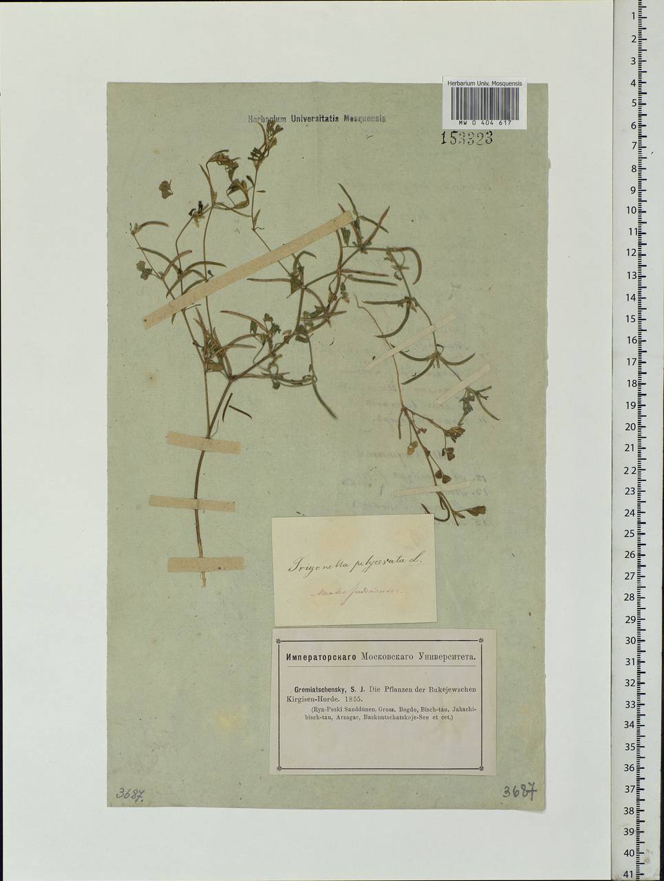 Medicago polyceratia (L.)Trautv., Middle Asia, Caspian Ustyurt & Northern Aralia (M8) (Kazakhstan)