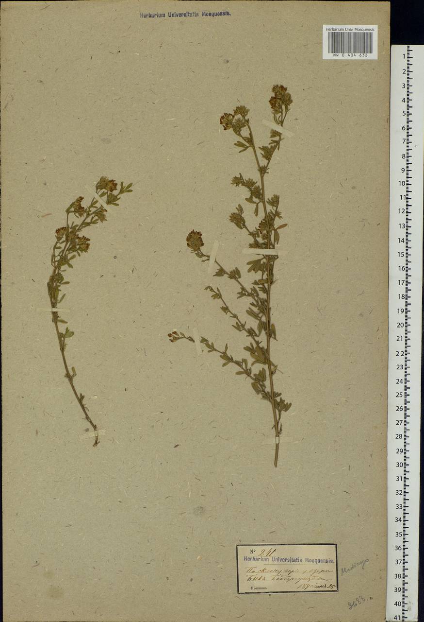 Medicago, Eastern Europe, Moldova (E13a) (Moldova)