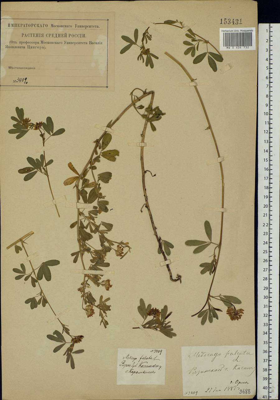 Medicago falcata L., Eastern Europe, Central region (E4) (Russia)