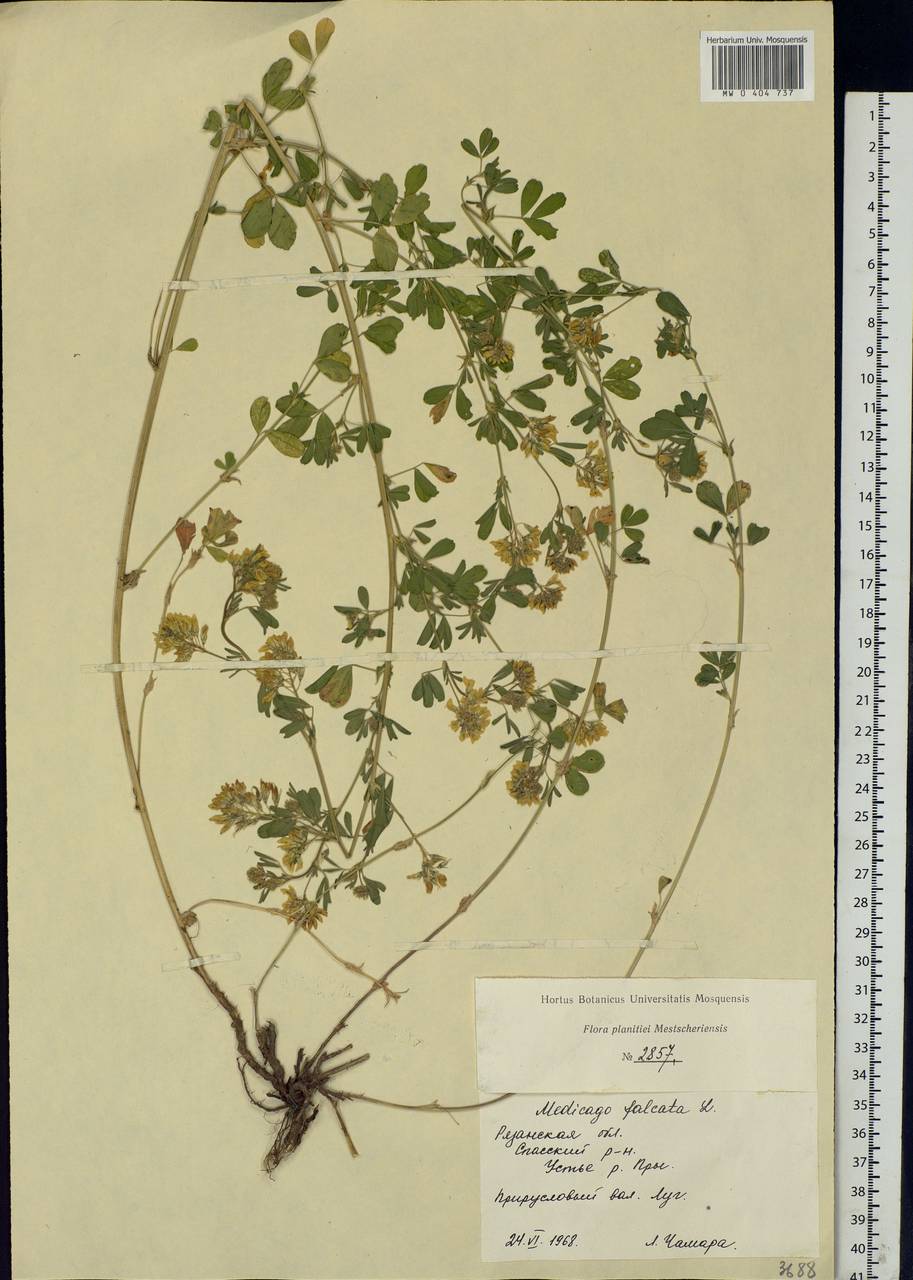 Medicago falcata L., Eastern Europe, Central region (E4) (Russia)