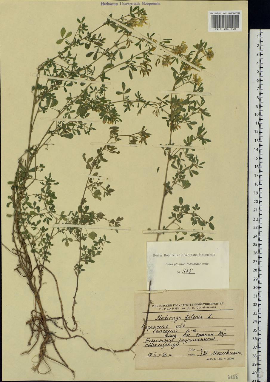 Medicago falcata L., Eastern Europe, Central region (E4) (Russia)