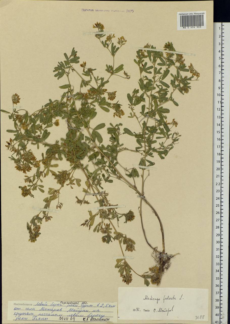 Medicago falcata L., Eastern Europe, Volga-Kama region (E7) (Russia)