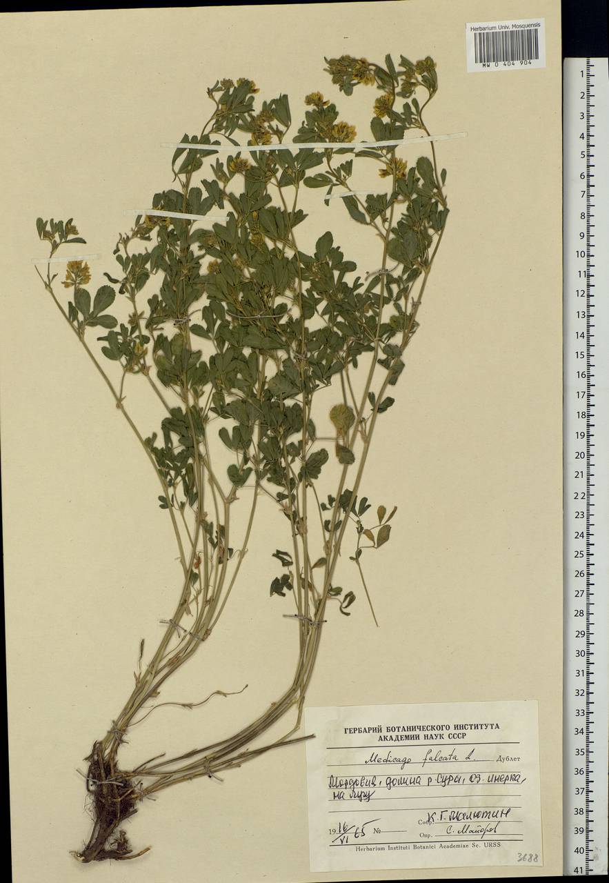 Medicago falcata L., Eastern Europe, Middle Volga region (E8) (Russia)