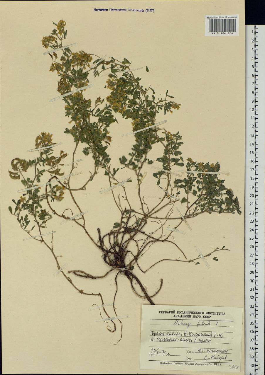 Medicago falcata L., Eastern Europe, Volga-Kama region (E7) (Russia)