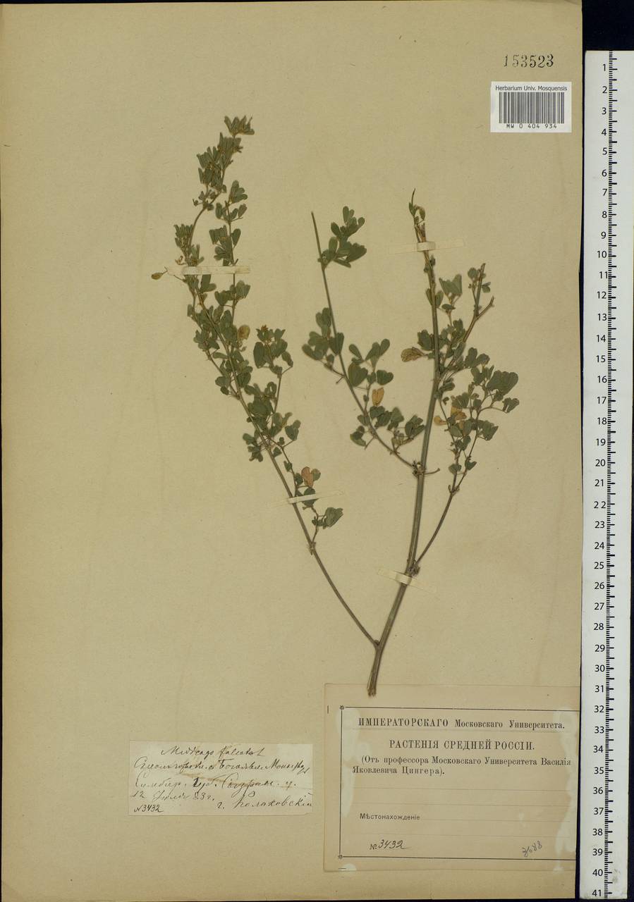 Medicago falcata L., Eastern Europe, Middle Volga region (E8) (Russia)