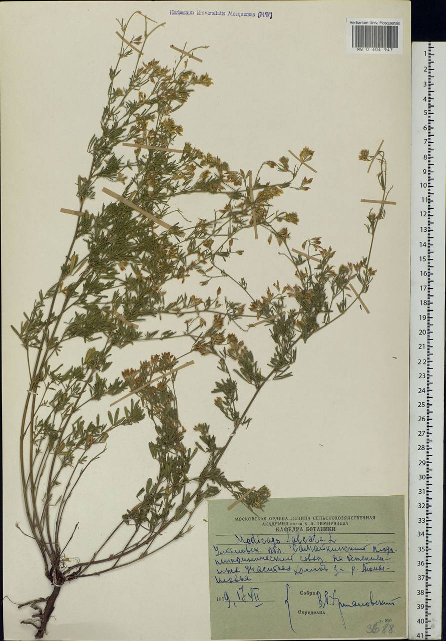 Medicago falcata L., Eastern Europe, Middle Volga region (E8) (Russia)