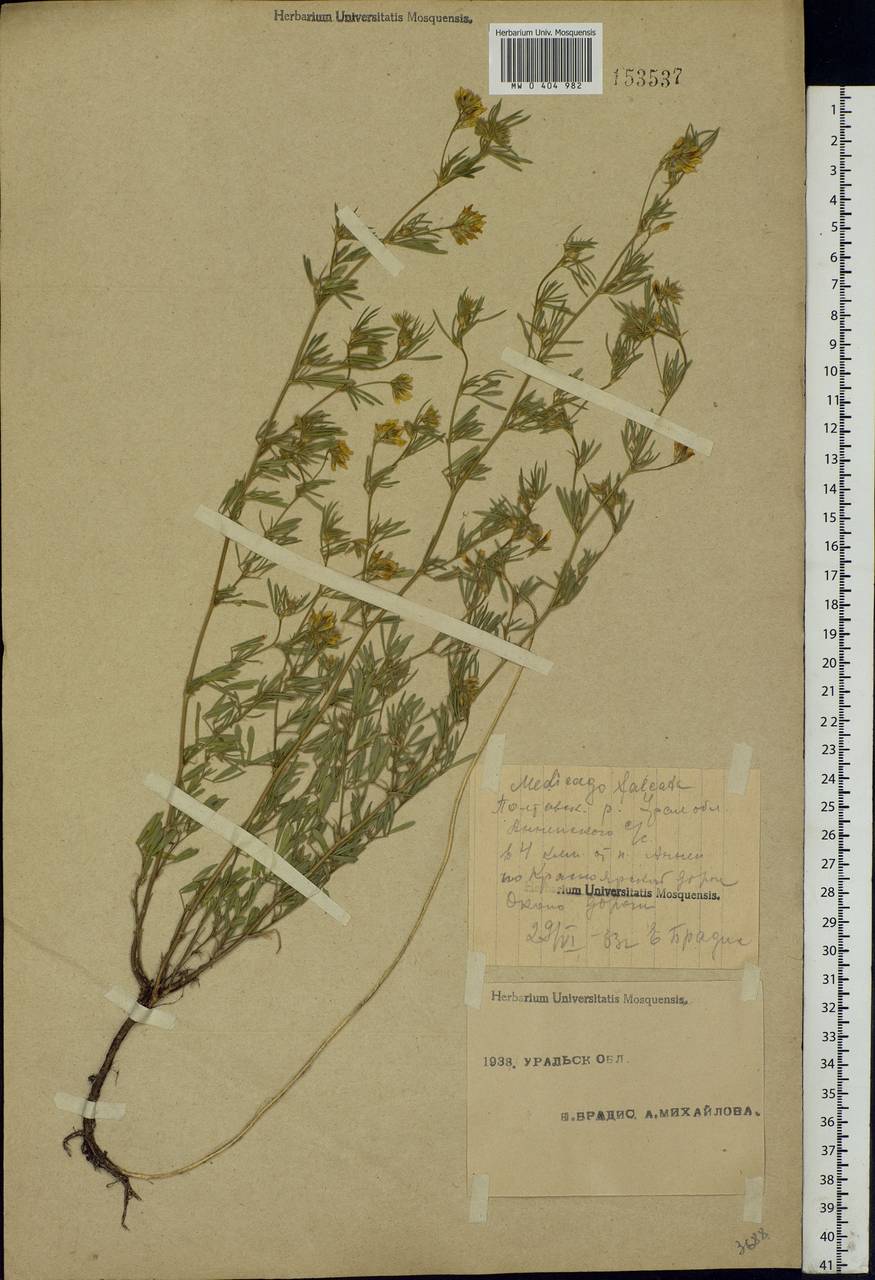 Medicago falcata L., Eastern Europe, Eastern region (E10) (Russia)