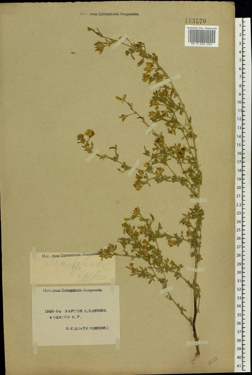 Medicago falcata L., Eastern Europe, South Ukrainian region (E12) (Ukraine)