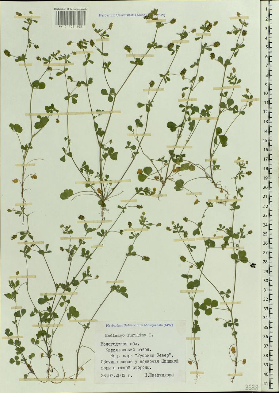 Medicago lupulina L., Eastern Europe, Northern region (E1) (Russia)