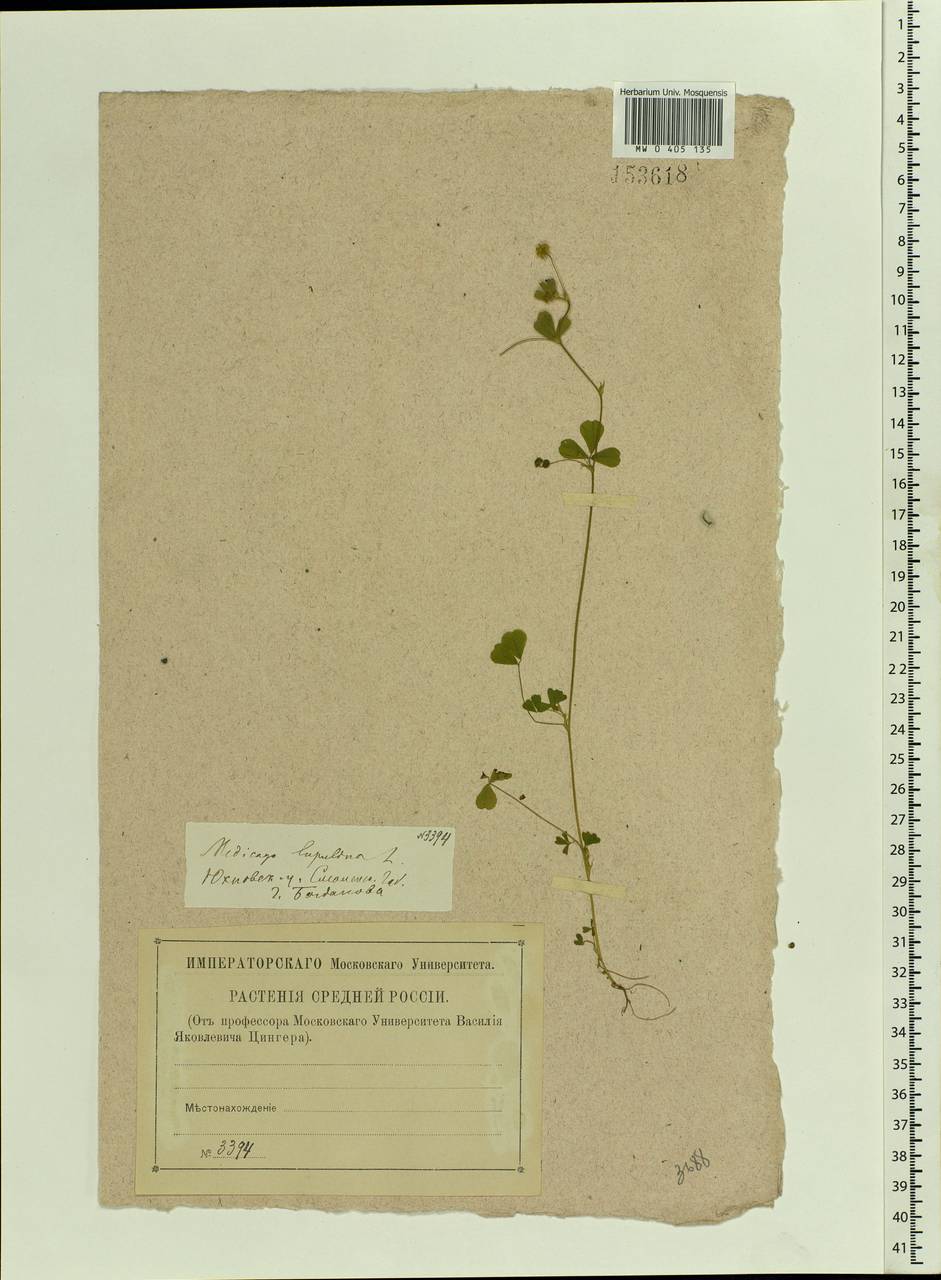 Medicago lupulina L., Eastern Europe, Central region (E4) (Russia)
