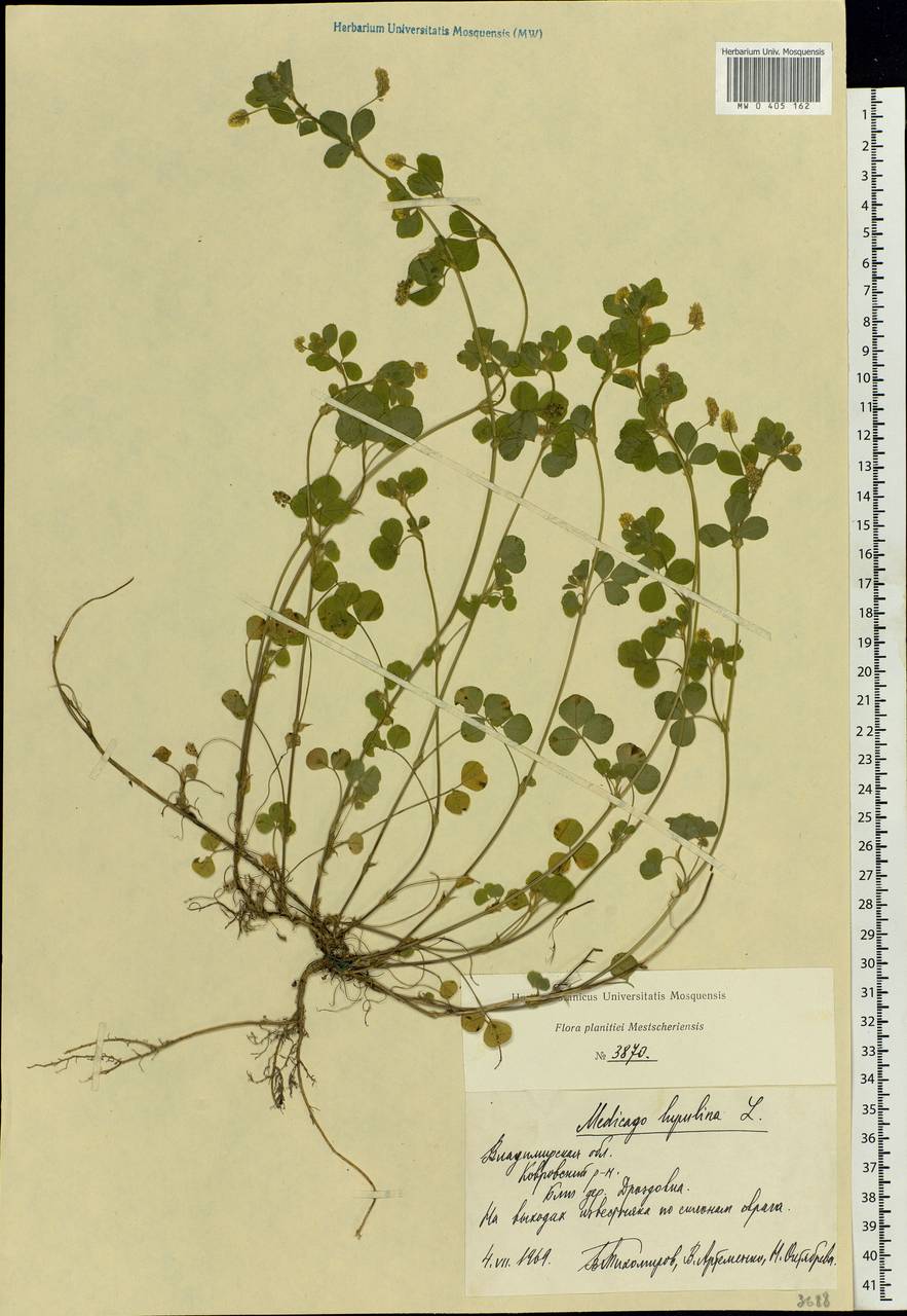 MW0405162, Medicago lupulina (Люцерна хмелевидная), specimen Medicago lupulina L., Eastern Europe, Central region (E4) (Russia)