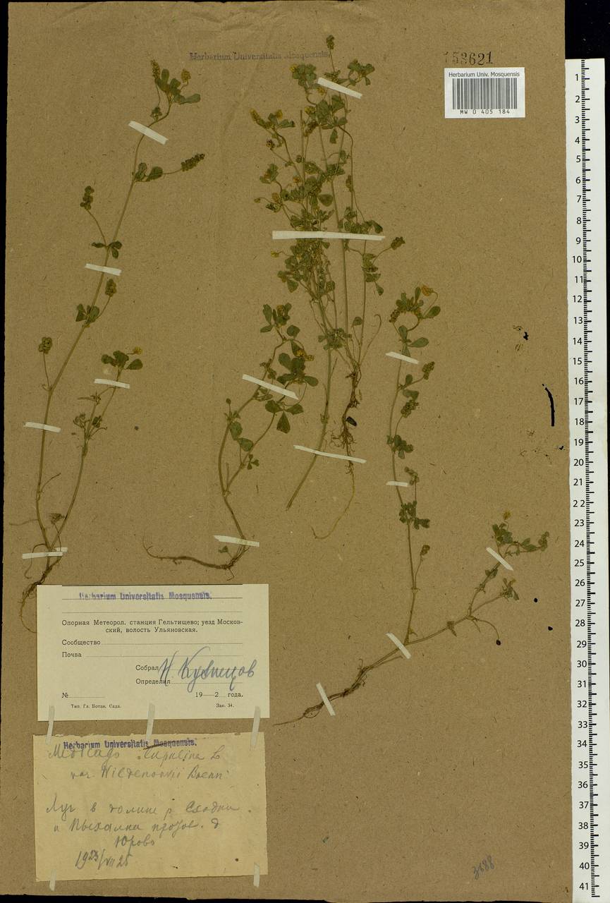 Medicago lupulina L., Eastern Europe, Moscow region (E4a) (Russia)