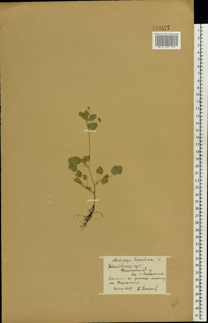 Medicago lupulina L., Eastern Europe, Central forest-and-steppe region (E6) (Russia)