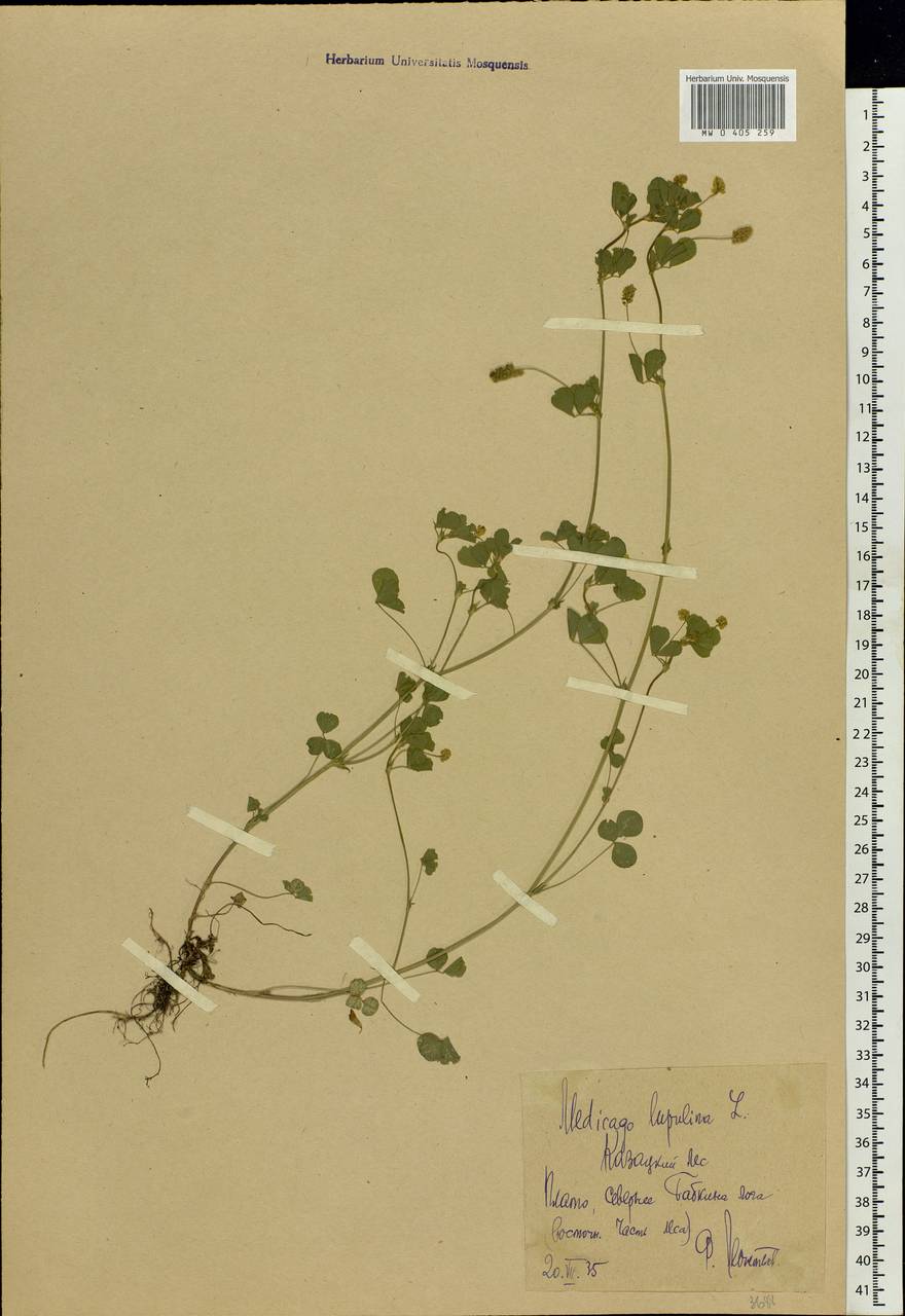 Medicago lupulina L., Eastern Europe, Central forest-and-steppe region (E6) (Russia)