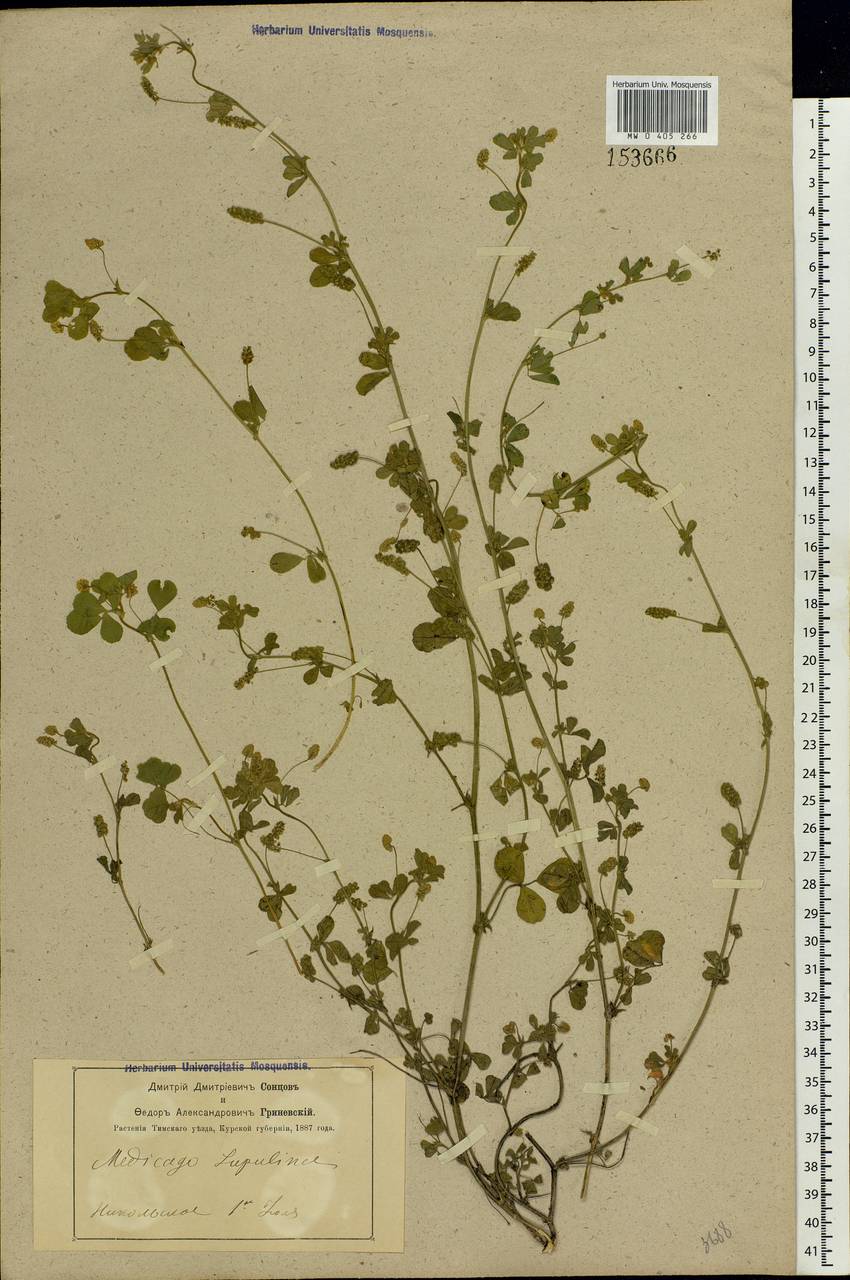 Medicago lupulina L., Eastern Europe, Central forest-and-steppe region (E6) (Russia)