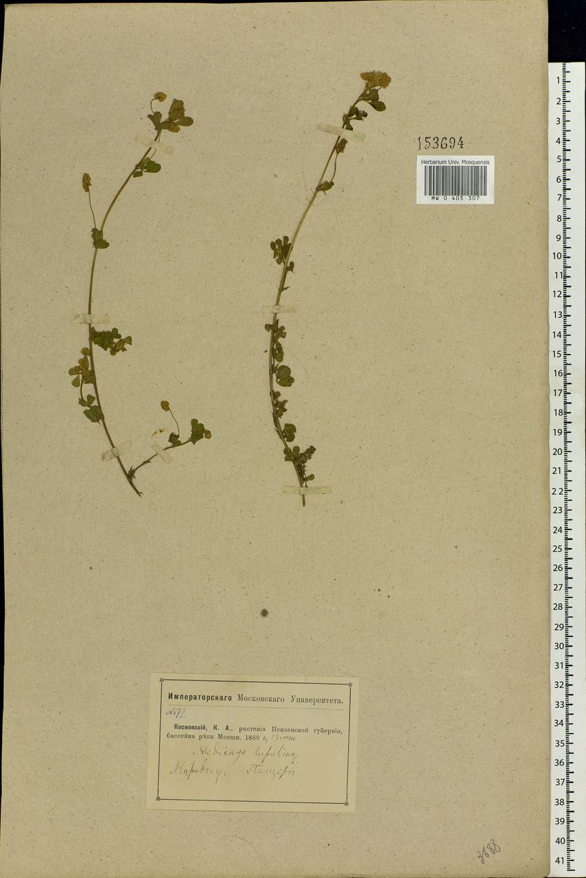 Medicago lupulina L., Eastern Europe, Middle Volga region (E8) (Russia)