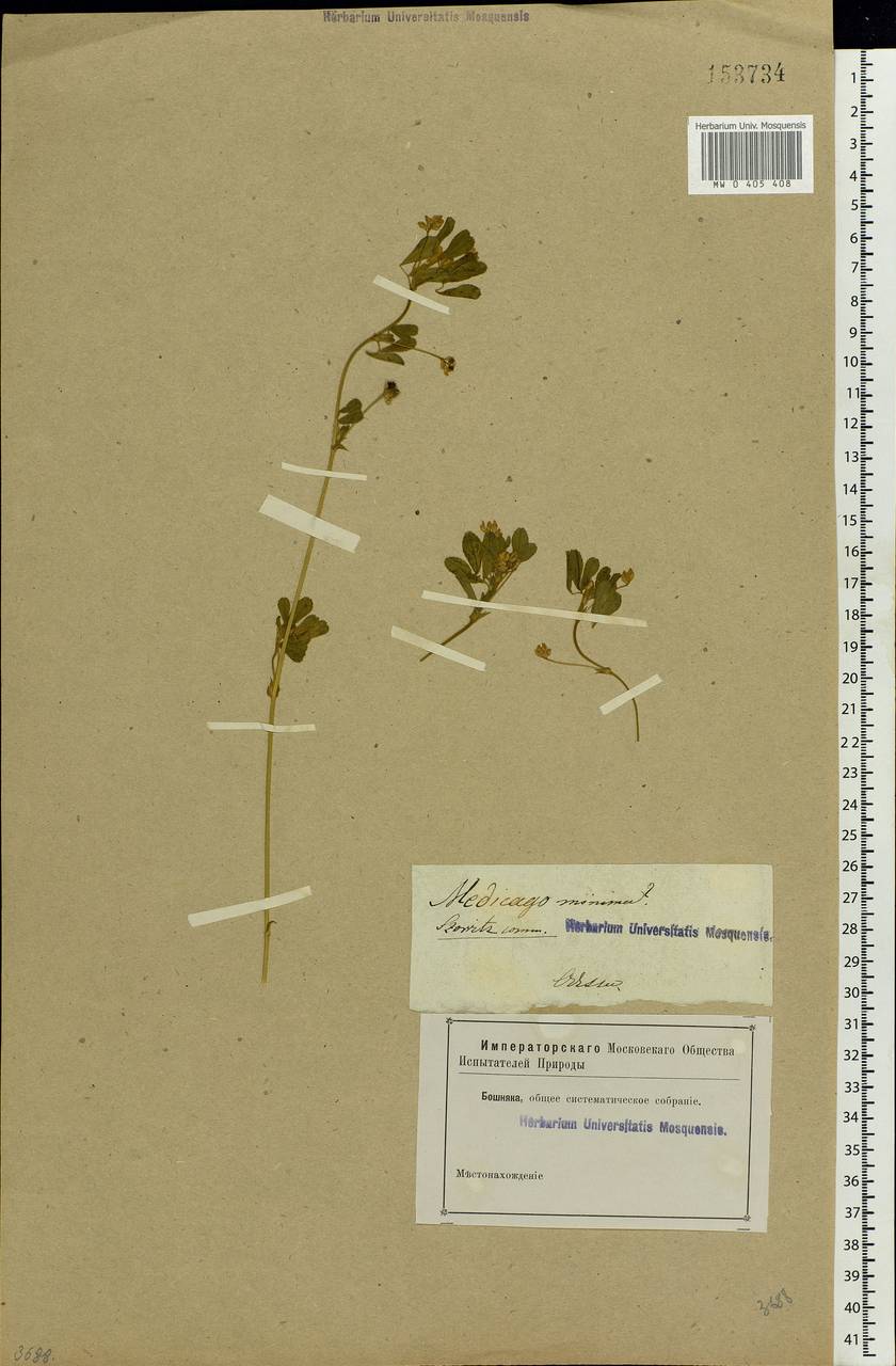 Medicago minima (L.) Bartal., Eastern Europe, South Ukrainian region (E12) (Ukraine)
