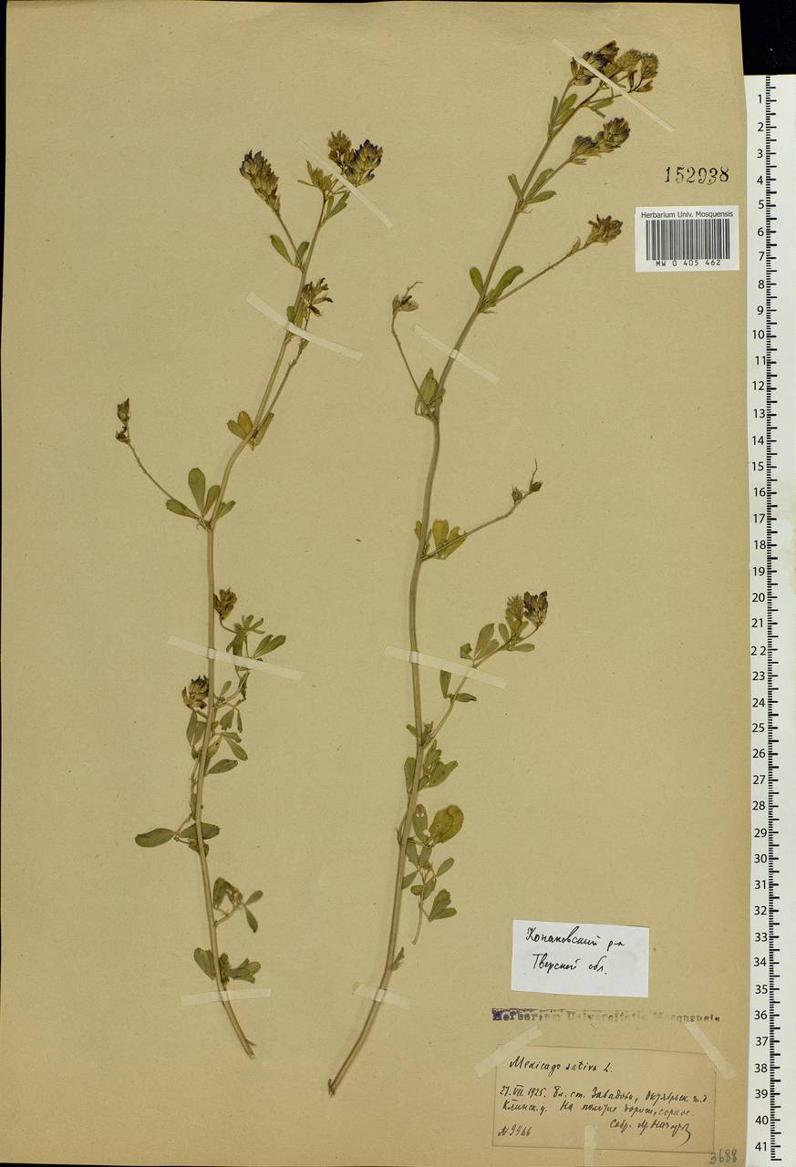 Medicago sativa L., Eastern Europe, North-Western region (E2) (Russia)