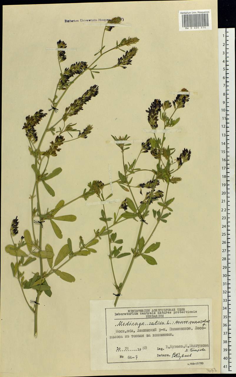 Medicago sativa L., Eastern Europe, Moscow region (E4a) (Russia)