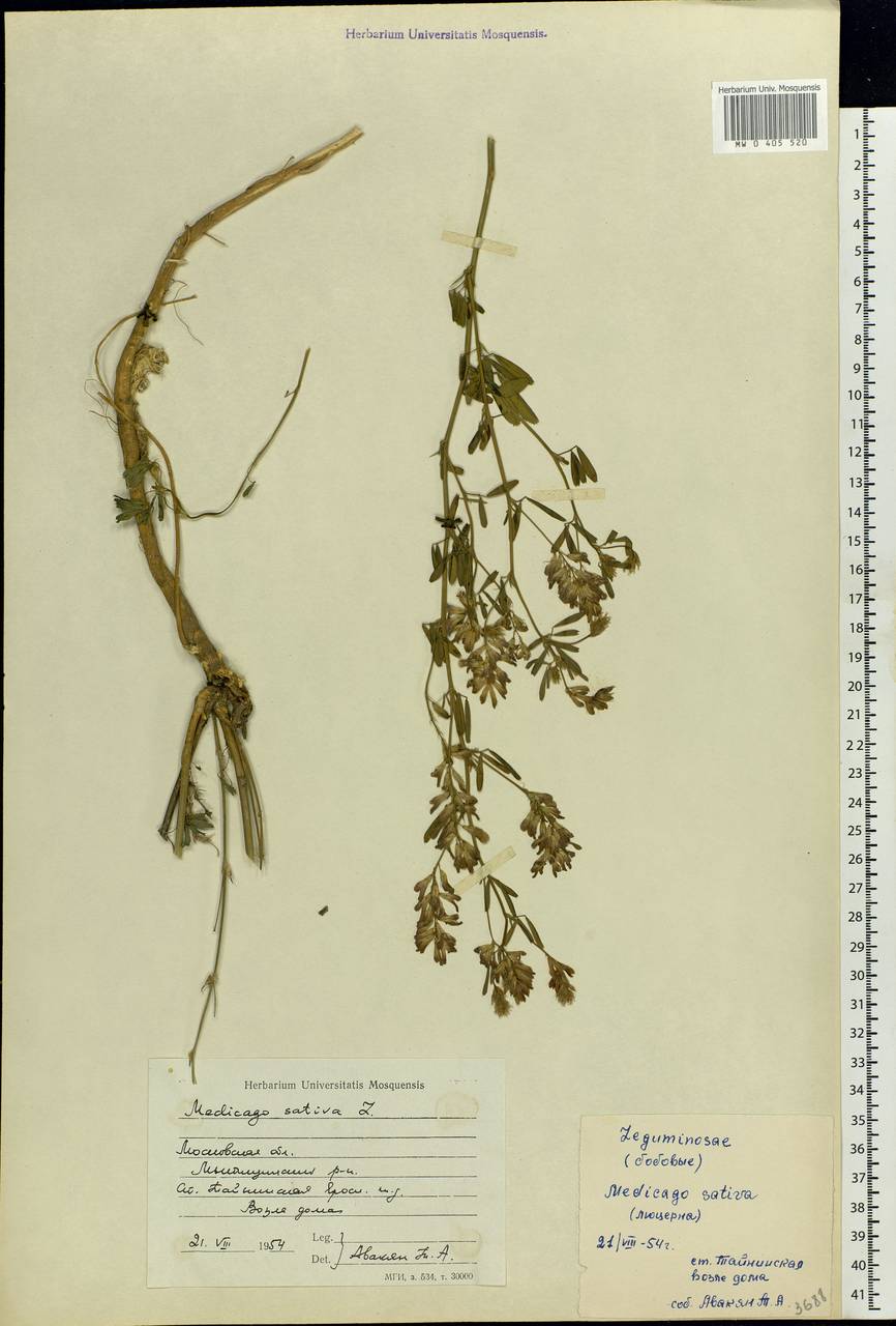 Medicago sativa L., Eastern Europe, Moscow region (E4a) (Russia)