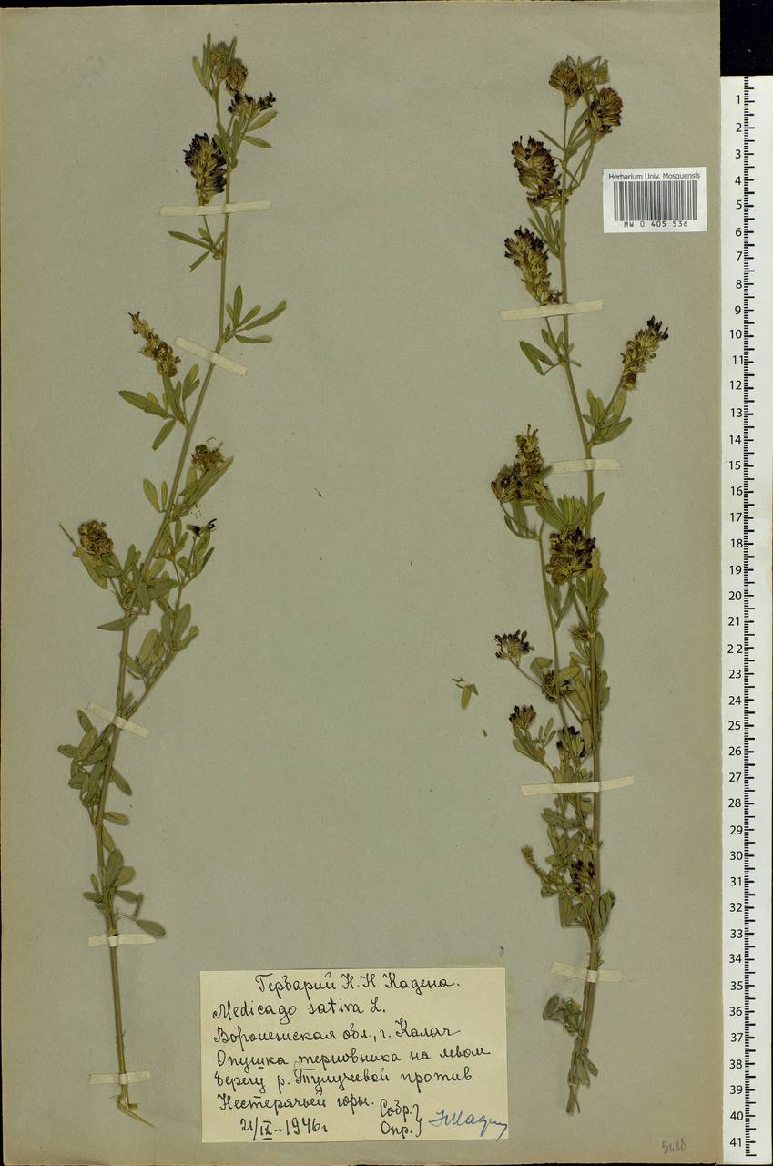 Medicago sativa L., Eastern Europe, Central forest-and-steppe region (E6) (Russia)