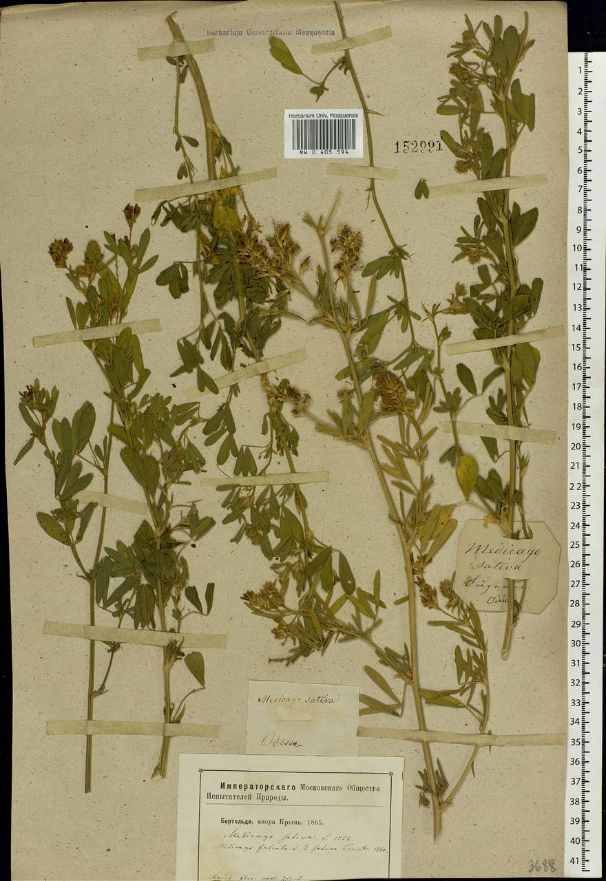 Medicago sativa L., Eastern Europe, South Ukrainian region (E12) (Ukraine)