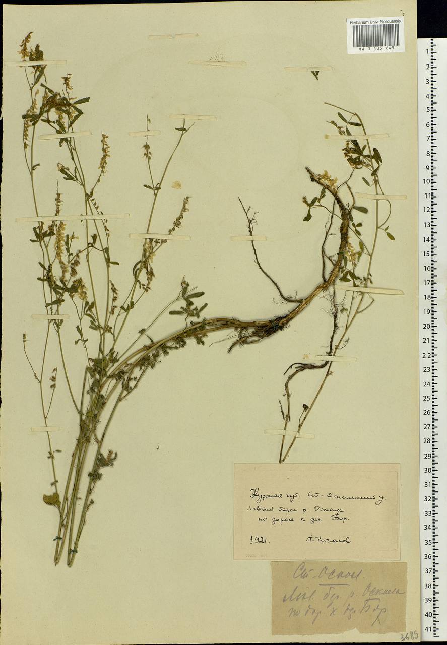 Melilotus, Eastern Europe, Central forest-and-steppe region (E6) (Russia)