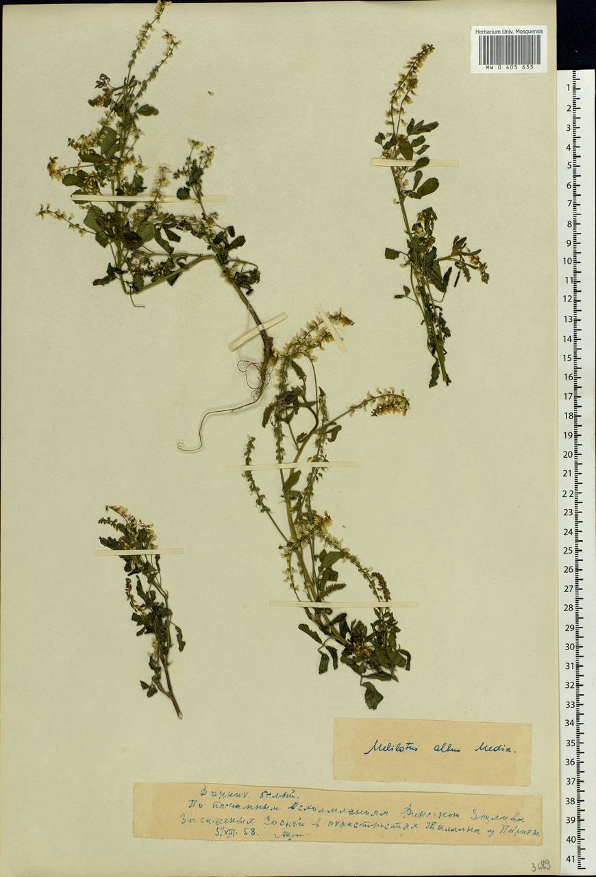 Melilotus albus Medik., Eastern Europe, Estonia (E2c) (Estonia)