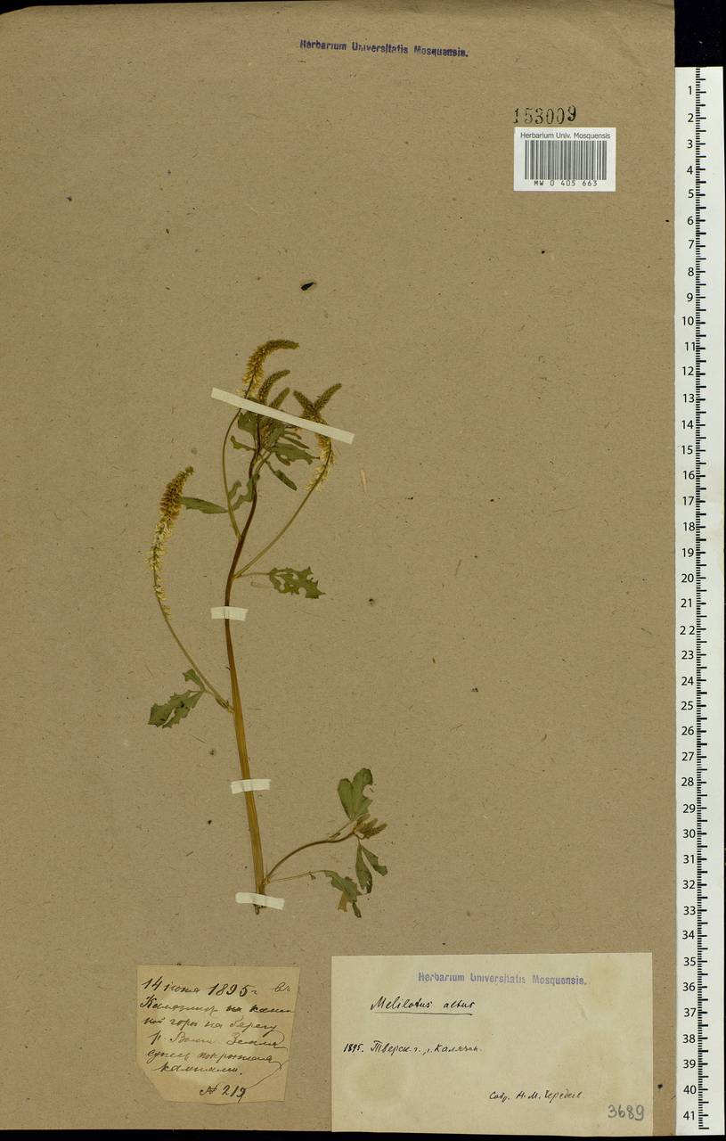 Melilotus albus Medik., Eastern Europe, North-Western region (E2) (Russia)