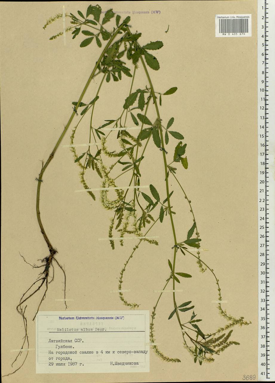 Melilotus albus Medik., Eastern Europe, Latvia (E2b) (Latvia)