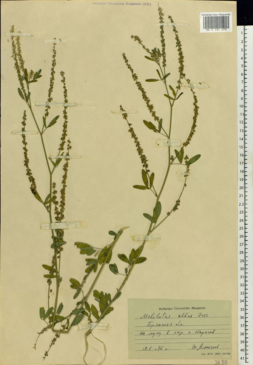 Melilotus albus Medik., Eastern Europe, Western region (E3) (Russia)
