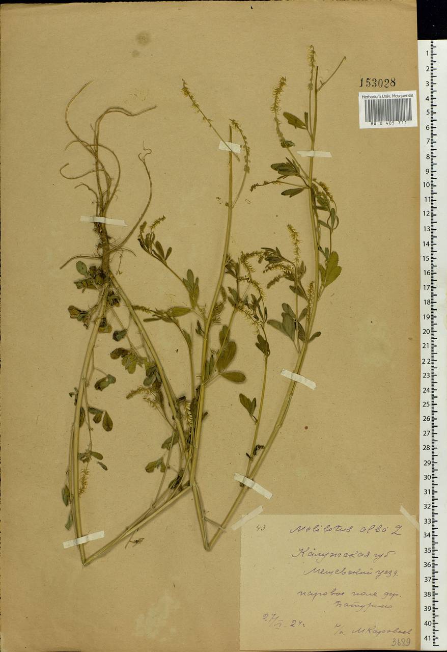 Melilotus albus Medik., Eastern Europe, Central region (E4) (Russia)