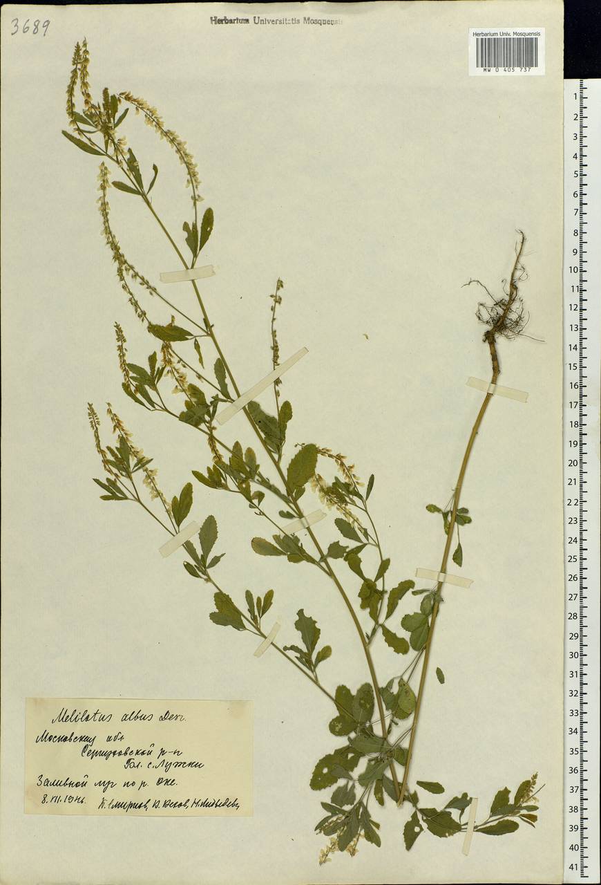 Melilotus albus Medik., Eastern Europe, Moscow region (E4a) (Russia)