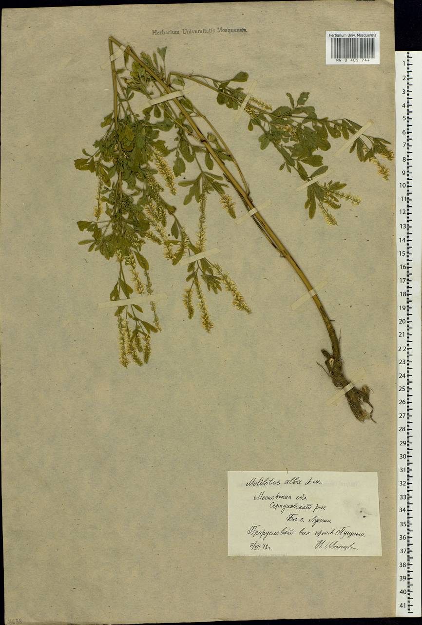 Melilotus albus Medik., Eastern Europe, Moscow region (E4a) (Russia)