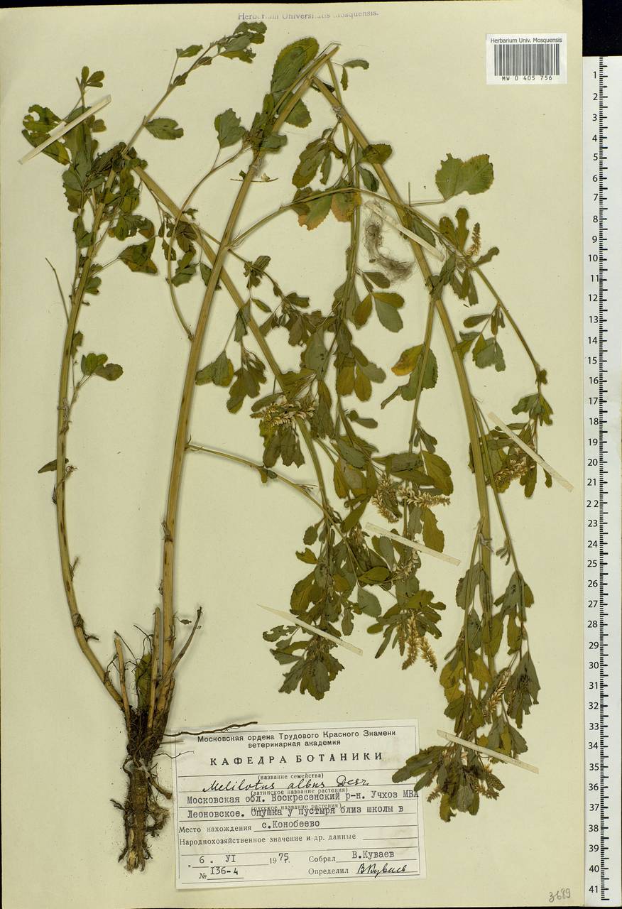 Melilotus albus Medik., Eastern Europe, Moscow region (E4a) (Russia)