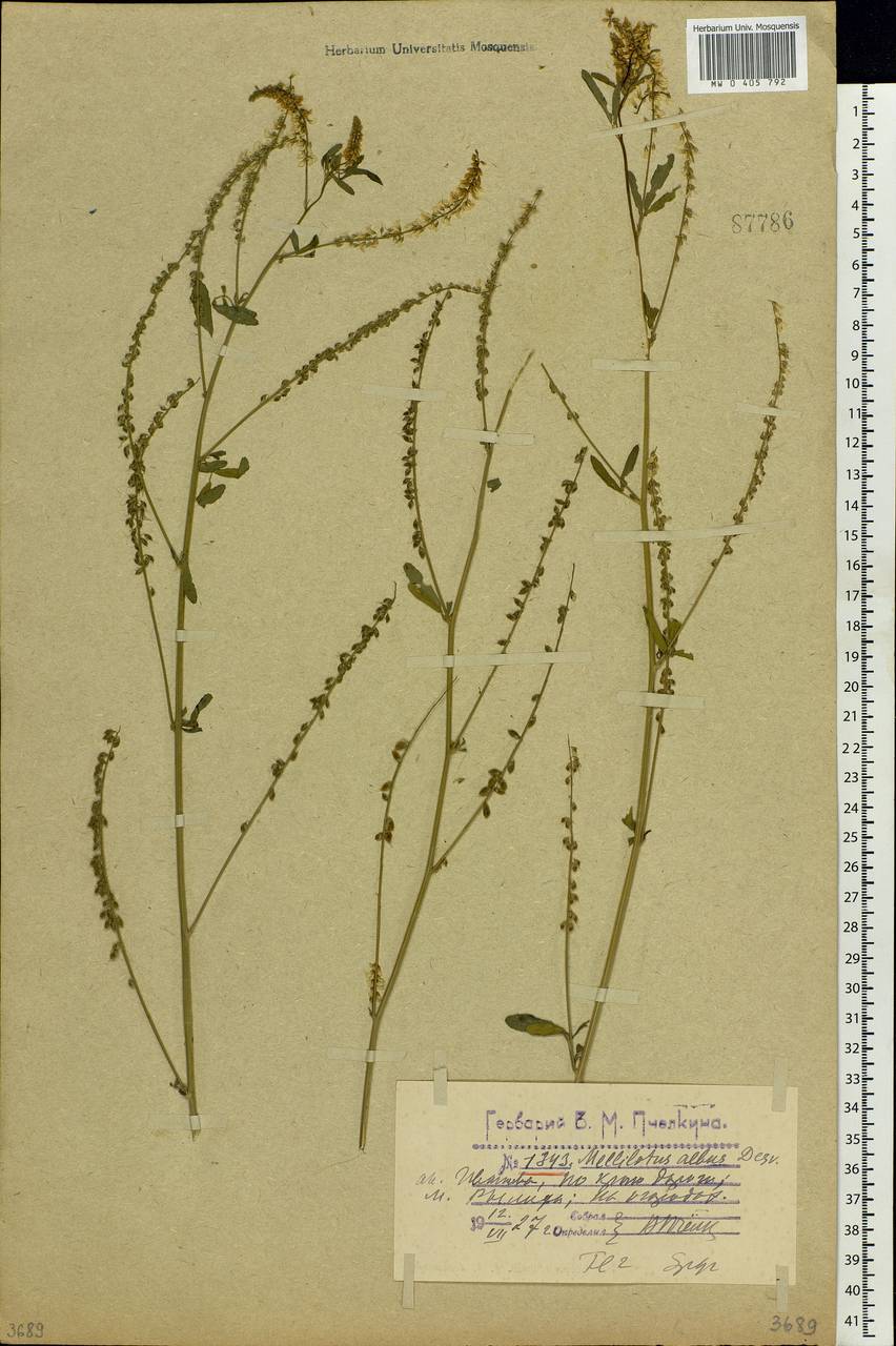 Melilotus albus Medik., Eastern Europe, Central forest region (E5) (Russia)