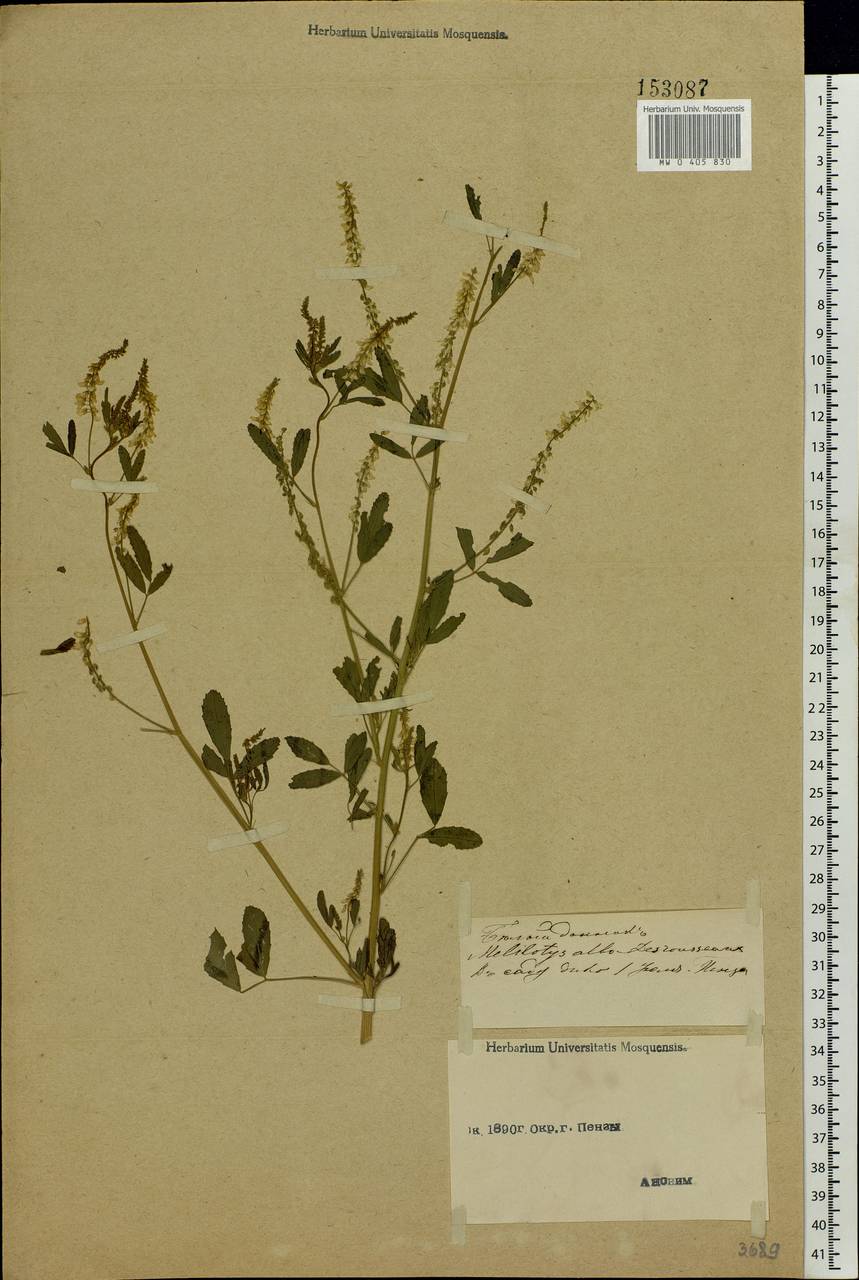 Melilotus albus Medik., Eastern Europe, Middle Volga region (E8) (Russia)